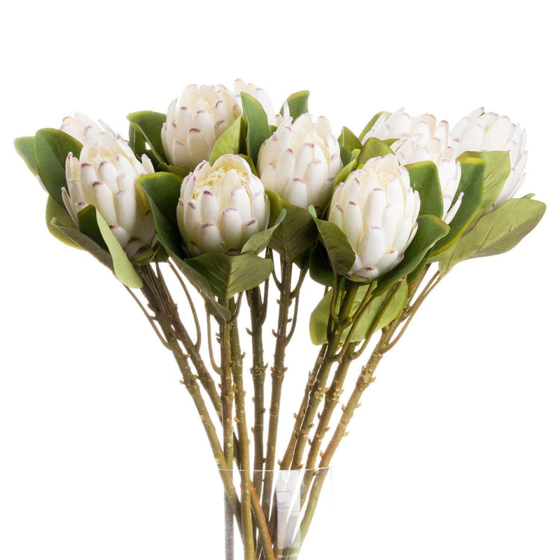 Closed White Protea-TrendGoat