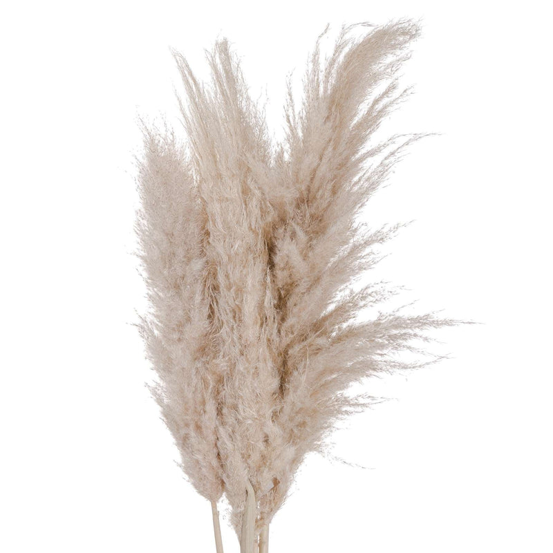 Cream Pampas grass-TrendGoat