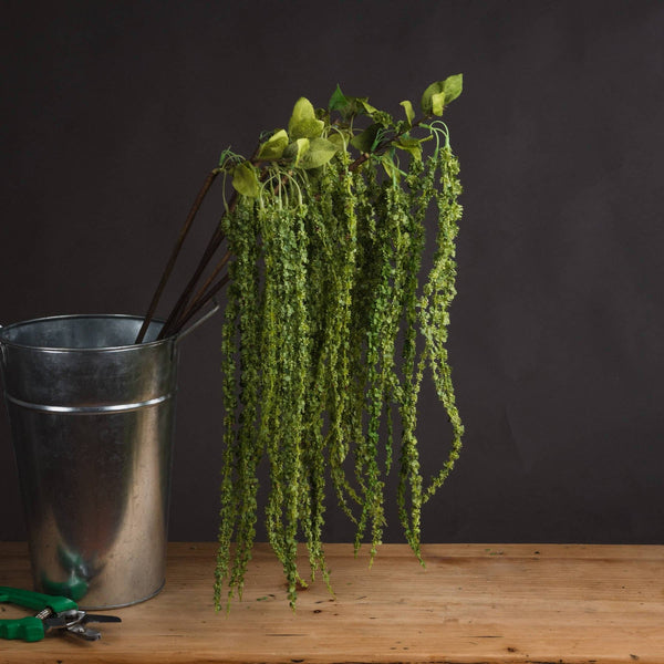 Green Amaranthus-TrendGoat
