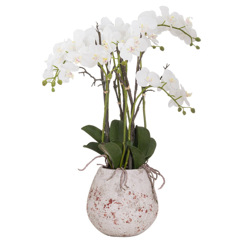 Large Stone Potted Orchid With Roots-TrendGoat