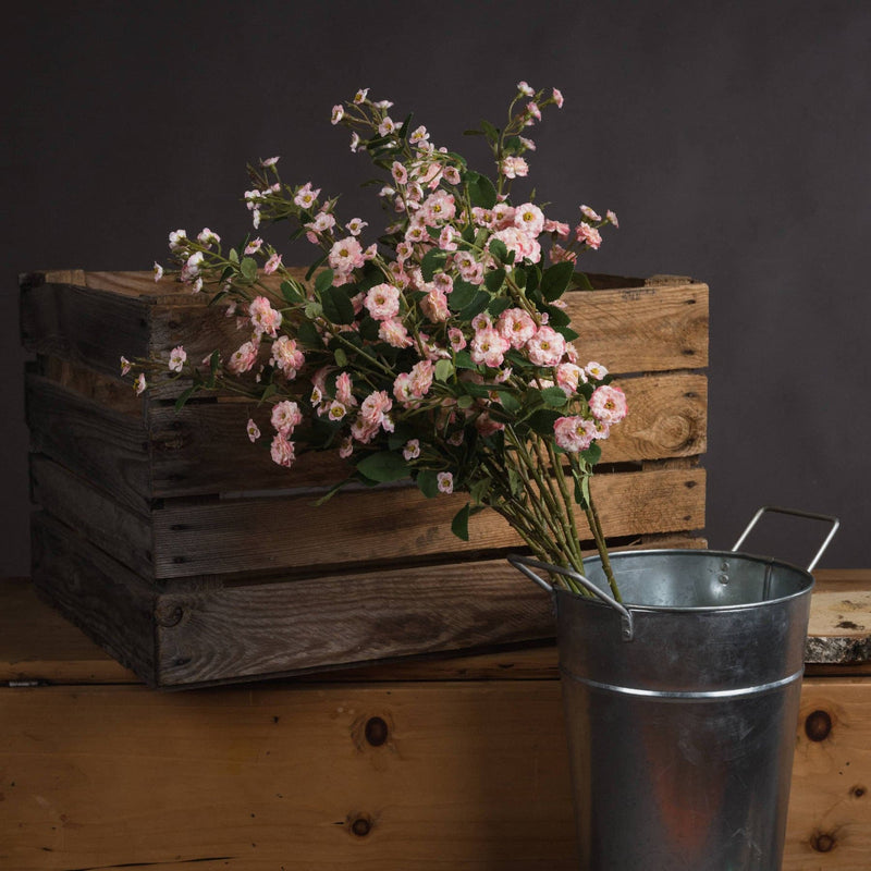 Pink Wild Meadow Rose-TrendGoat